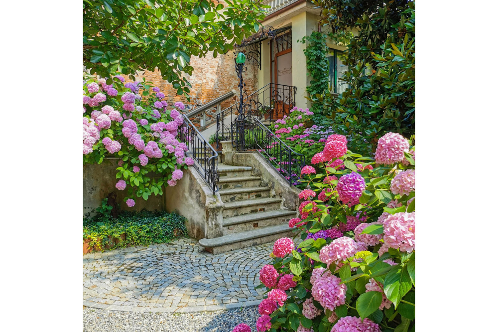 romano-risto-Ortensie